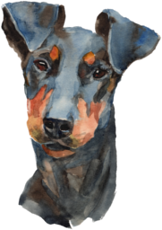 dog