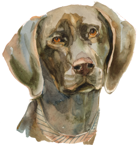 dog