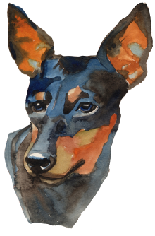 dog