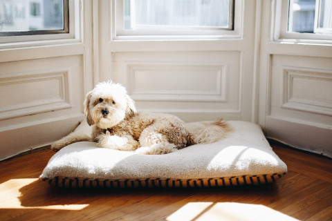dog
