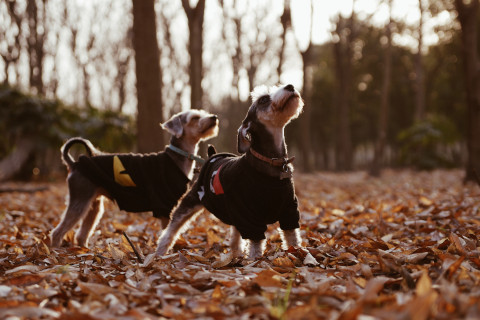 dog