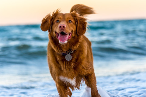 dog