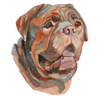 dog