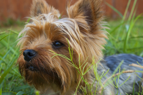dog