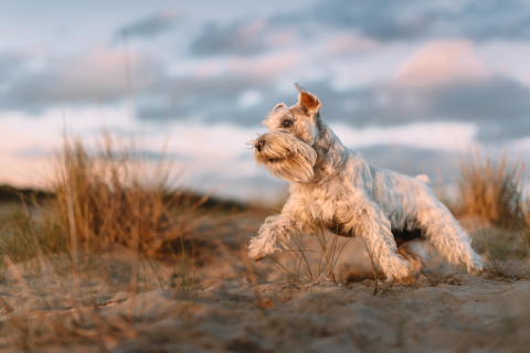 dog