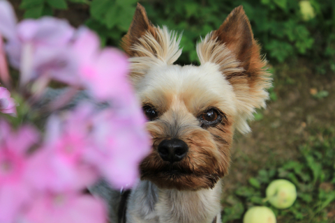 dog